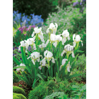 Kosaciec (Irys) niski 'Lilly White' Iris barbata nana