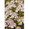 Ubiorek wieczniezielony 'Pink Ice' | Iberis sempervirens