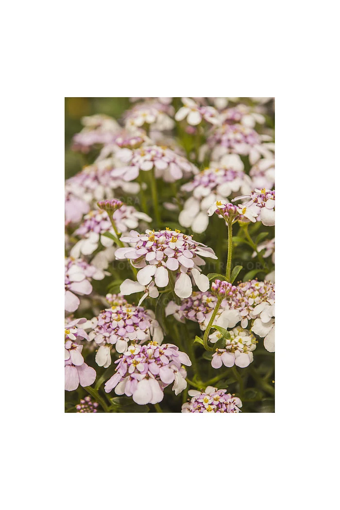Ubiorek wieczniezielony 'Pink Ice' | Iberis sempervirens