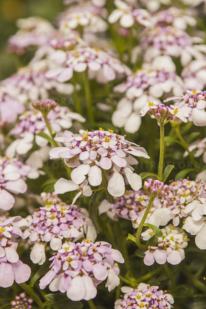 Ubiorek wieczniezielony 'Pink Ice' | Iberis sempervirens