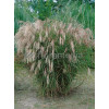 Miskant chiński 'Yakushima Dwarf' | Miscanthus sinensis