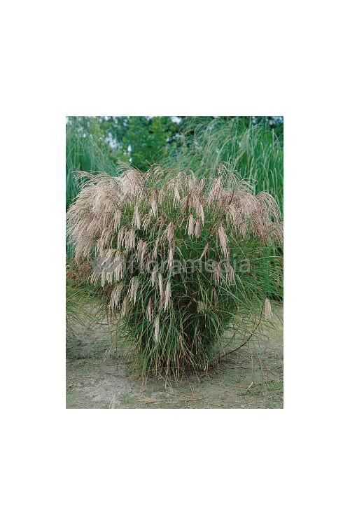 Miskant chiński 'Yakushima Dwarf' | Miscanthus sinensis