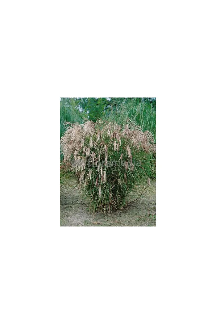 Miskant chiński 'Yakushima Dwarf' | Miscanthus sinensis