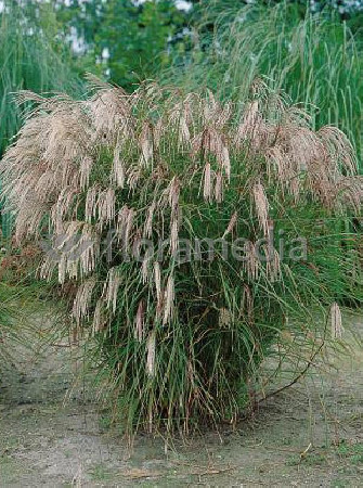 Miskant chiński 'Yakushima Dwarf' | Miscanthus sinensis