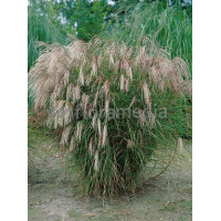 Miskant chiński 'Yakushima Dwarf' | Miscanthus sinensis