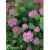 Hortensja drzewiasta 'Pink Anabelle' | Hydrangea arborescens