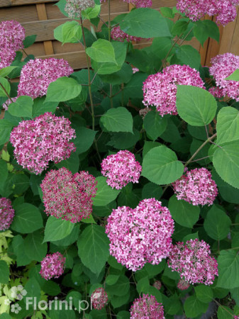 Hortensja drzewiasta 'Pink Anabelle' | Hydrangea arborescens