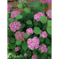 Hortensja drzewiasta 'Pink Anabelle' | Hydrangea arborescens