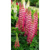 Łubin 'Rachel de Thame' | Lupinus