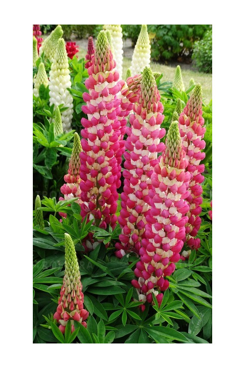 Łubin 'Rachel de Thame' | Lupinus