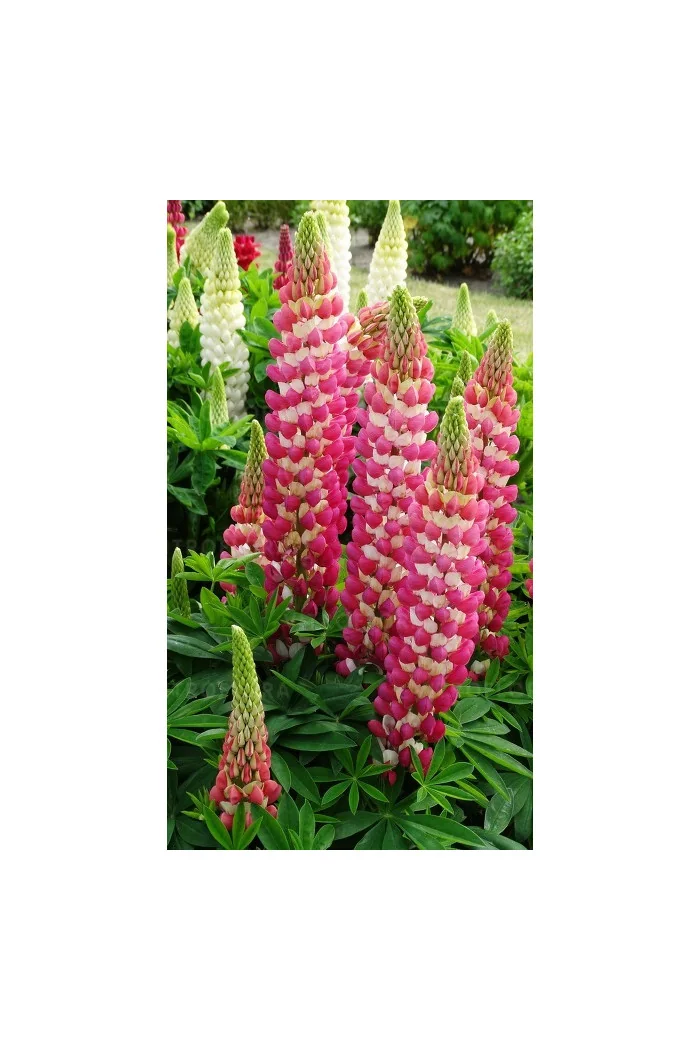 Łubin 'Rachel de Thame' | Lupinus