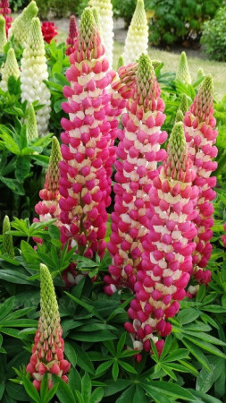 Łubin 'Rachel de Thame' | Lupinus