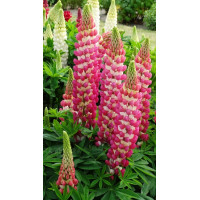 Łubin 'Rachel de Thame' | Lupinus
