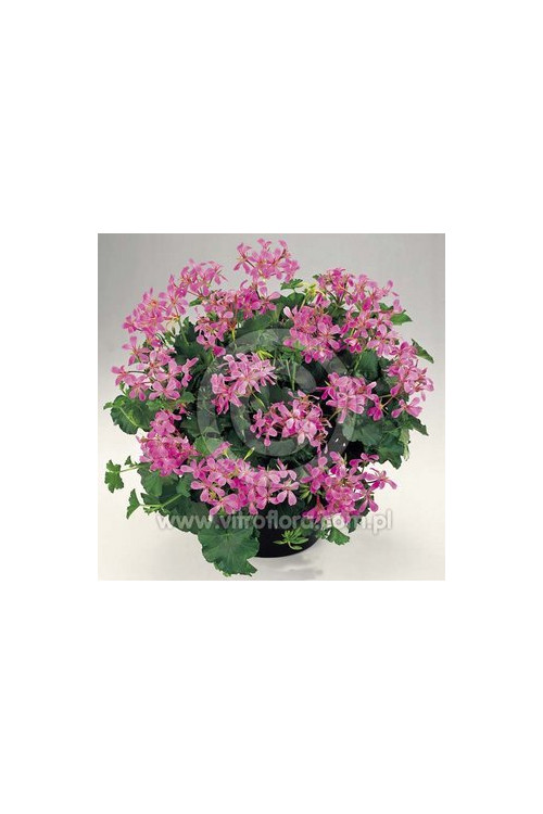 Pelargonia bluszczolistna 'VDP Lila'