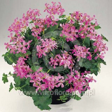 Pelargonia bluszczolistna 'VDP Lila'