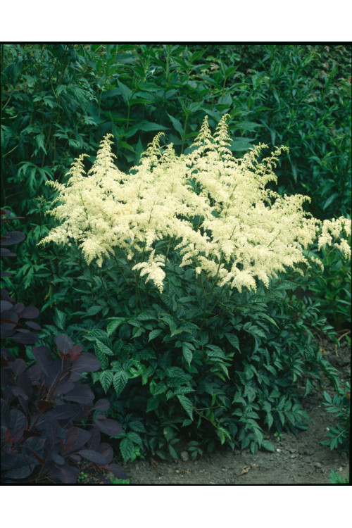 tawułka, tawułka arendsa, astilbe, astilbe arendsii, tawułka białą, tawułka Weisse Gloria