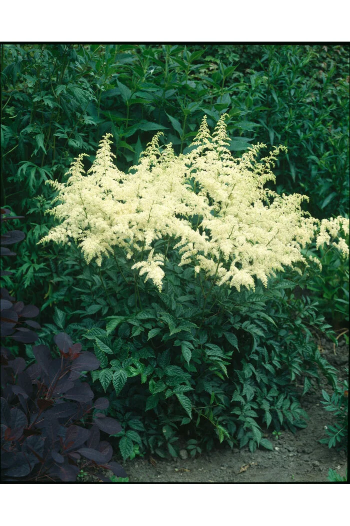 tawułka, tawułka arendsa, astilbe, astilbe arendsii, tawułka białą, tawułka Weisse Gloria
