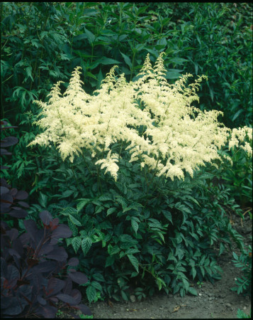 tawułka, tawułka arendsa, astilbe, astilbe arendsii, tawułka białą, tawułka Weisse Gloria