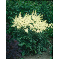 tawułka, tawułka arendsa, astilbe, astilbe arendsii, tawułka białą, tawułka Weisse Gloria