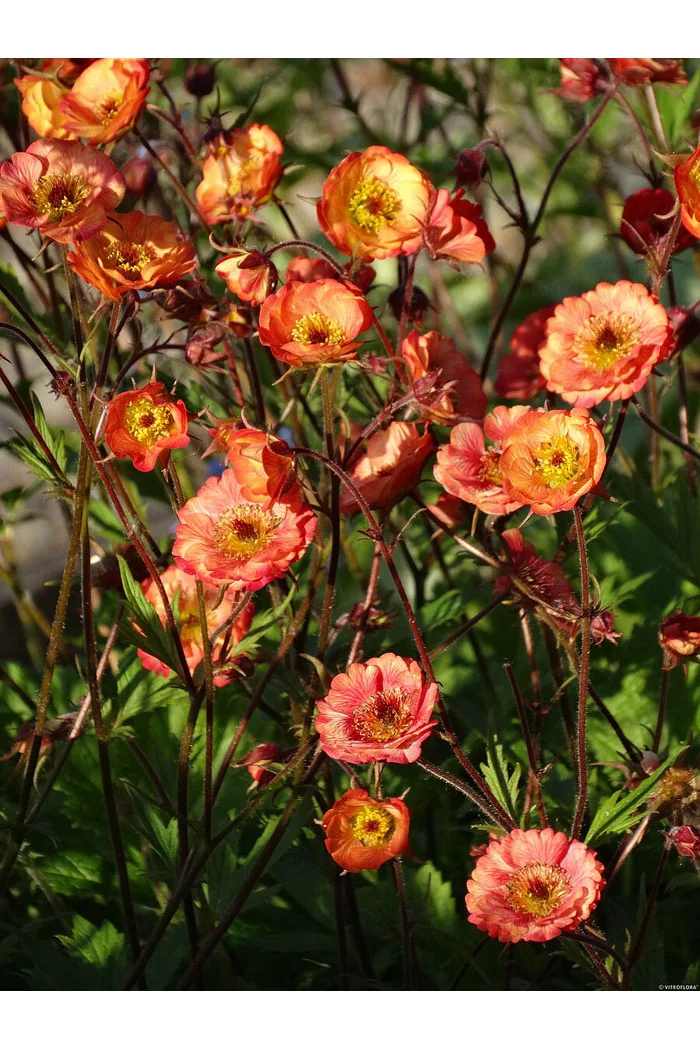 Kuklik 'Nonna' | Geum