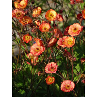 Kuklik 'Nonna' | Geum