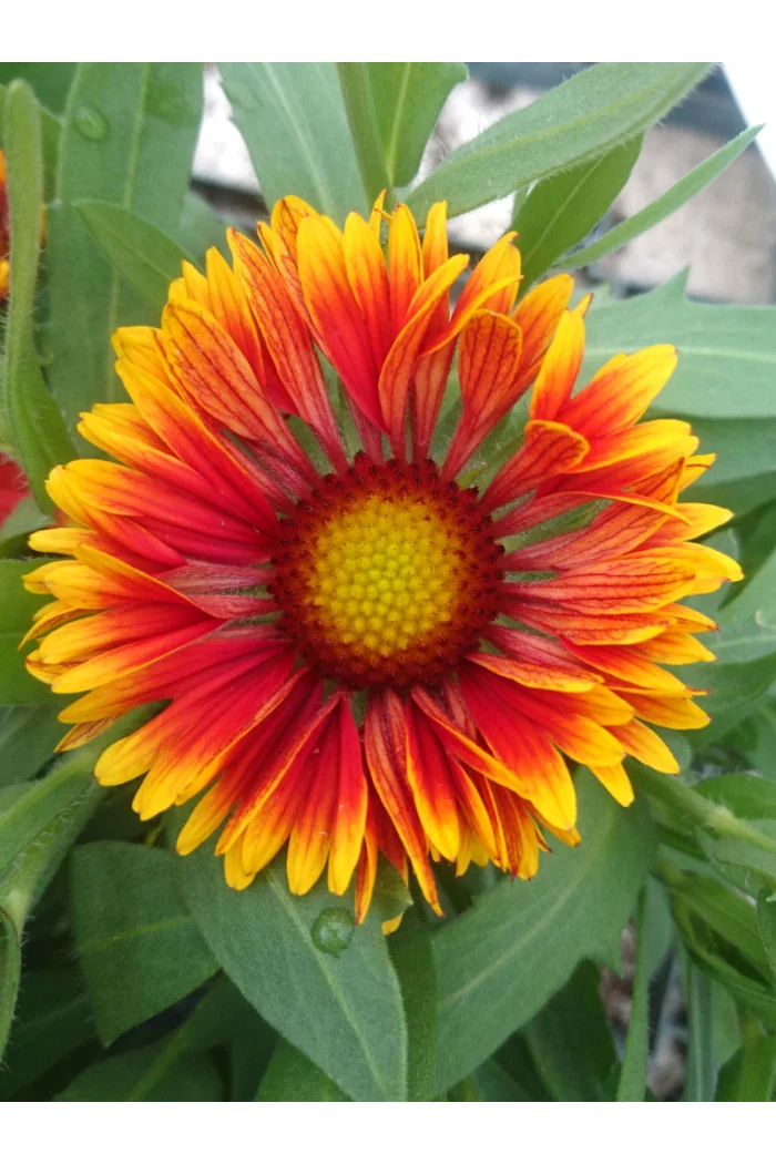 Gailardia 'Spintop Cooper Sun' | Gaillardia