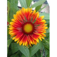 Gailardia 'Spintop Cooper Sun' | Gaillardia