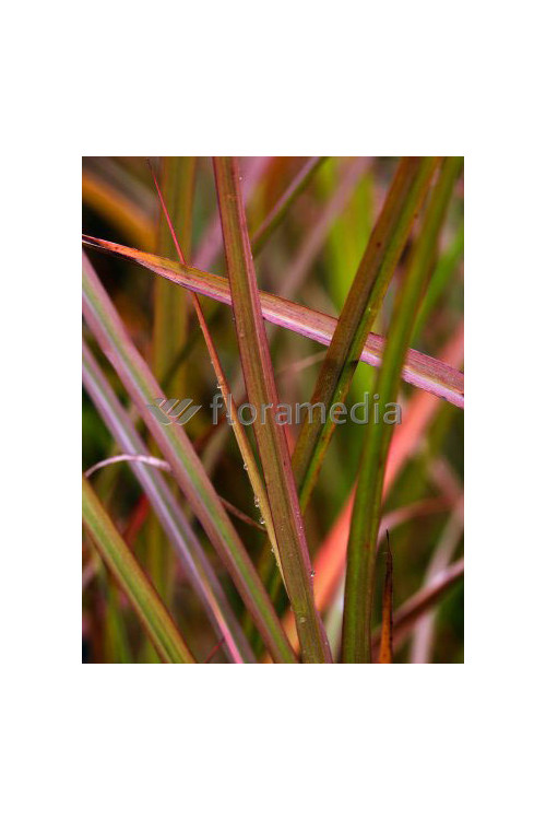 Miskant chiński 'Sioux' | Miscanthus sinensis