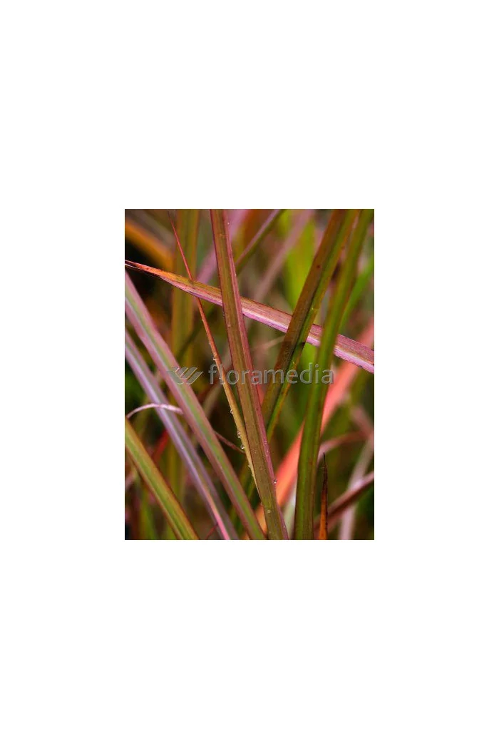 Miskant chiński 'Sioux' | Miscanthus sinensis