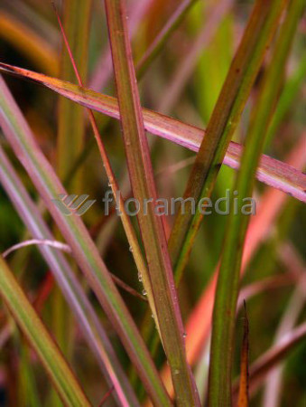 Miskant chiński 'Sioux' | Miscanthus sinensis