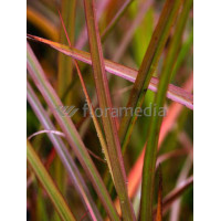 Miskant chiński 'Sioux' | Miscanthus sinensis