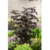 Bez czarny 'Black Tower' | Sambucus nigra