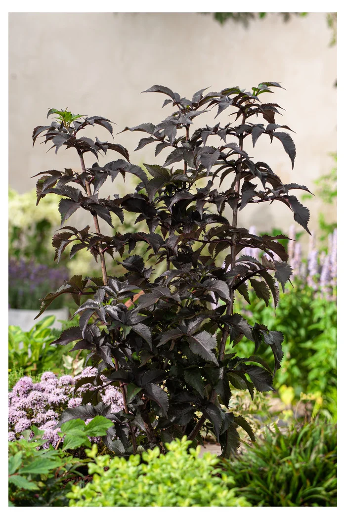 Bez czarny 'Black Tower' | Sambucus nigra