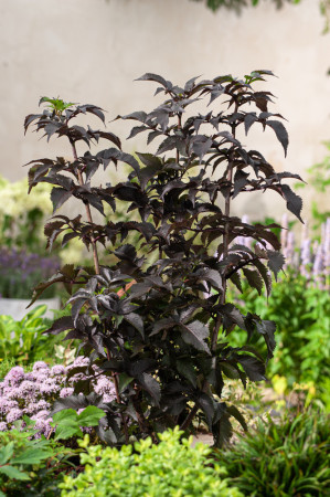 Bez czarny 'Black Tower' | Sambucus nigra