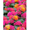 Lantana 'Hot Pink'