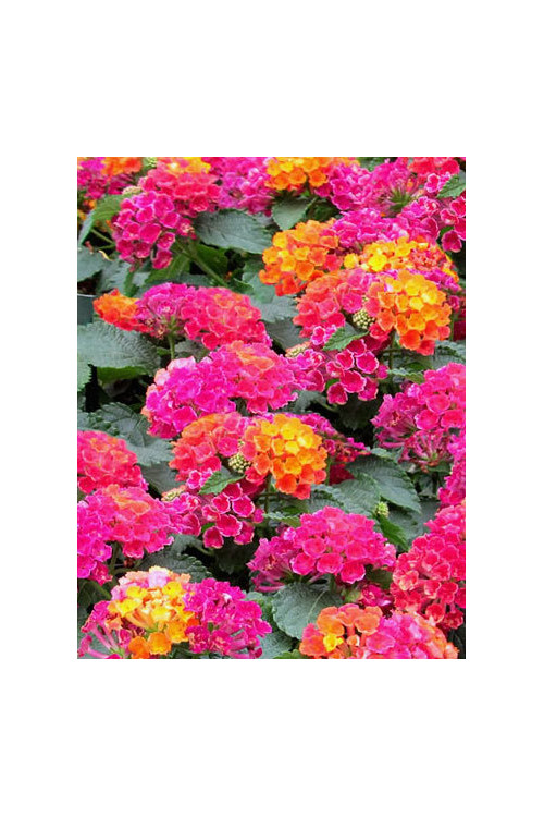Lantana 'Hot Pink'