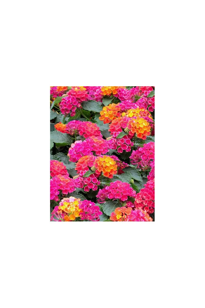 Lantana 'Hot Pink'