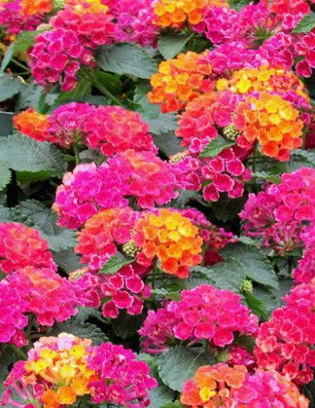 Lantana 'Hot Pink'
