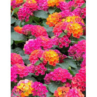Lantana 'Hot Pink'
