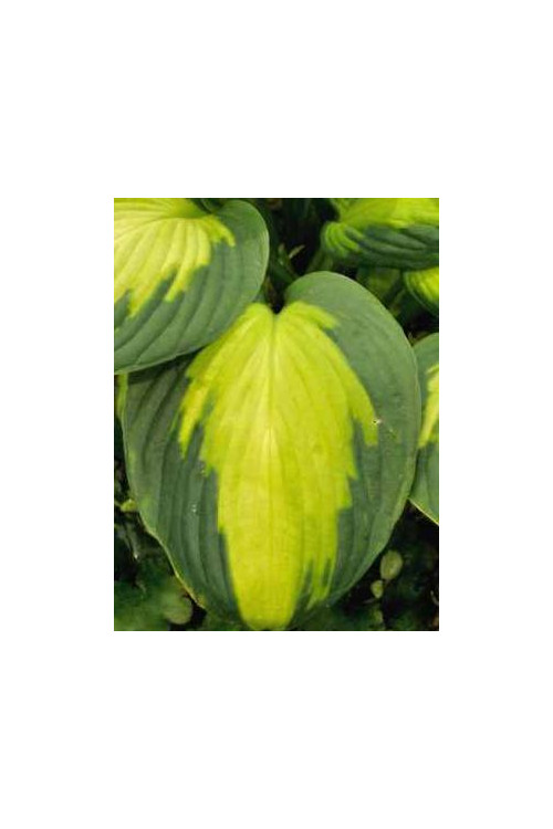 Funkia 'Captain Kirk' Hosta