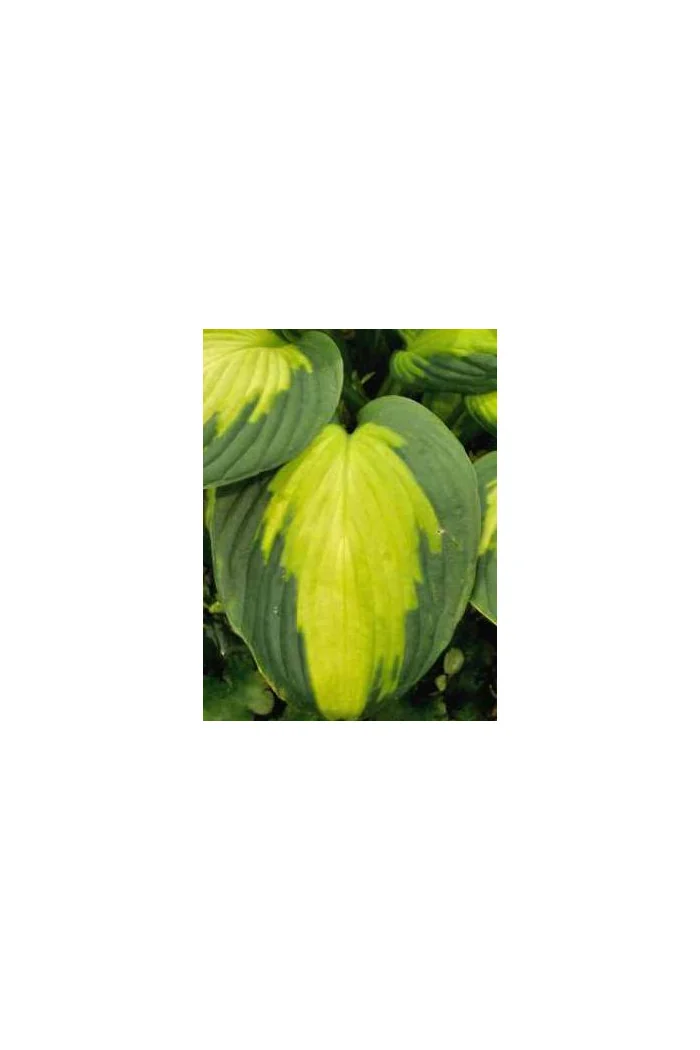 Funkia 'Captain Kirk' Hosta