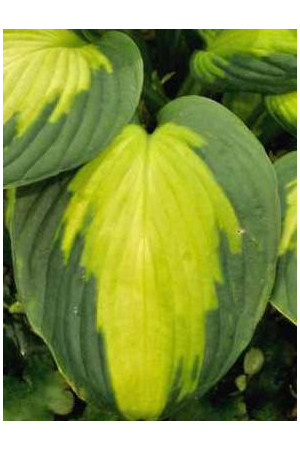 Funkia 'Captain Kirk' Hosta