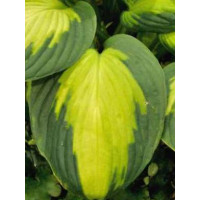 Funkia 'Captain Kirk' Hosta