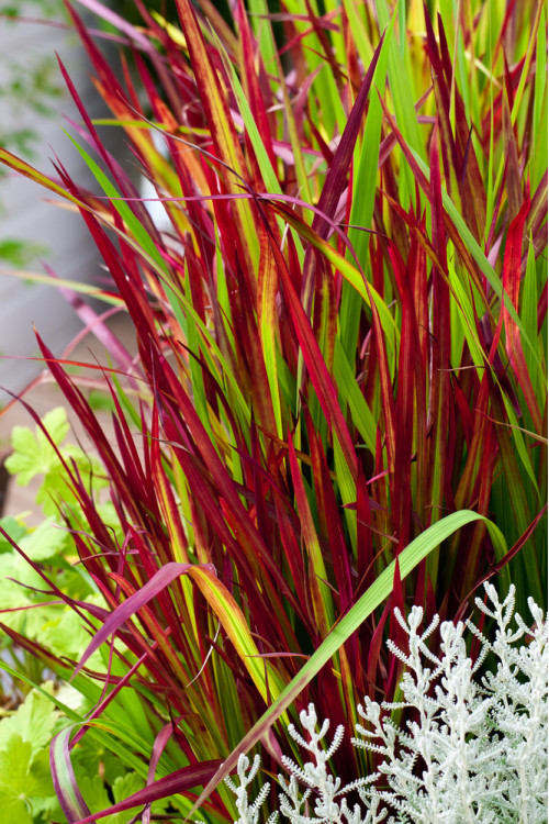Imperata 'Red Baron' | Imperata