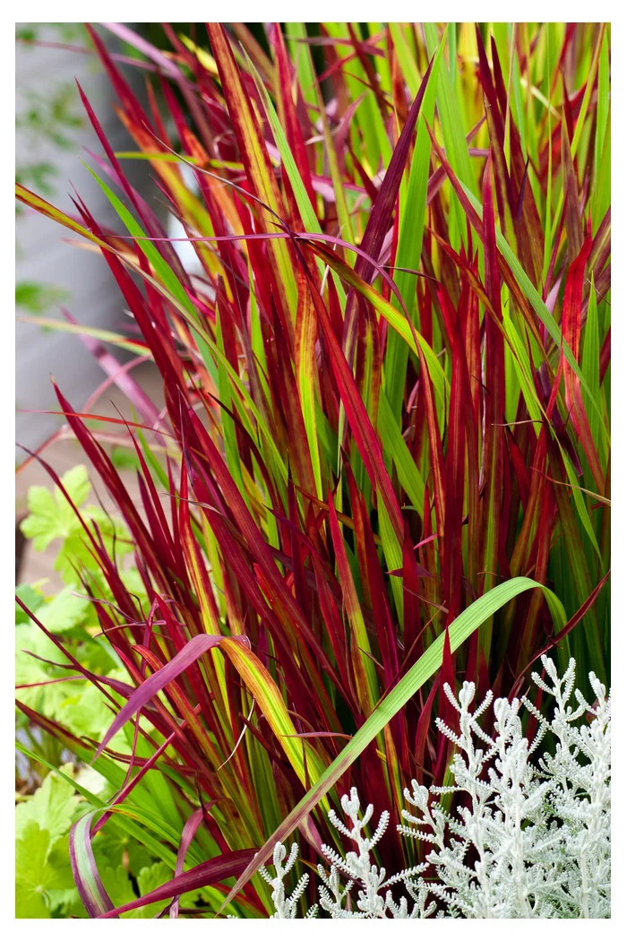 Imperata 'Red Baron' | Imperata