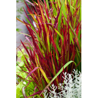 Imperata 'Red Baron' | Imperata