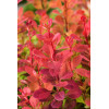 Berberys Thunberga 'Orange Rocket' Berberis thunbergii