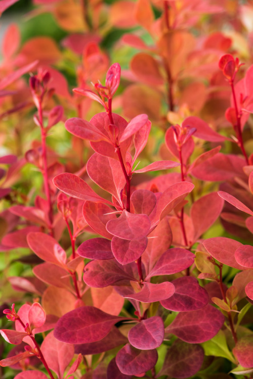 Berberys Thunberga 'Orange Rocket' Berberis thunbergii