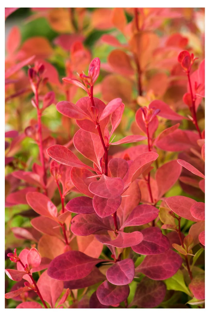 Berberys Thunberga 'Orange Rocket' Berberis thunbergii