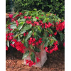 Begonia (Dragon) 'Big Red Green Leaf'' div class'lat' Begonia /div